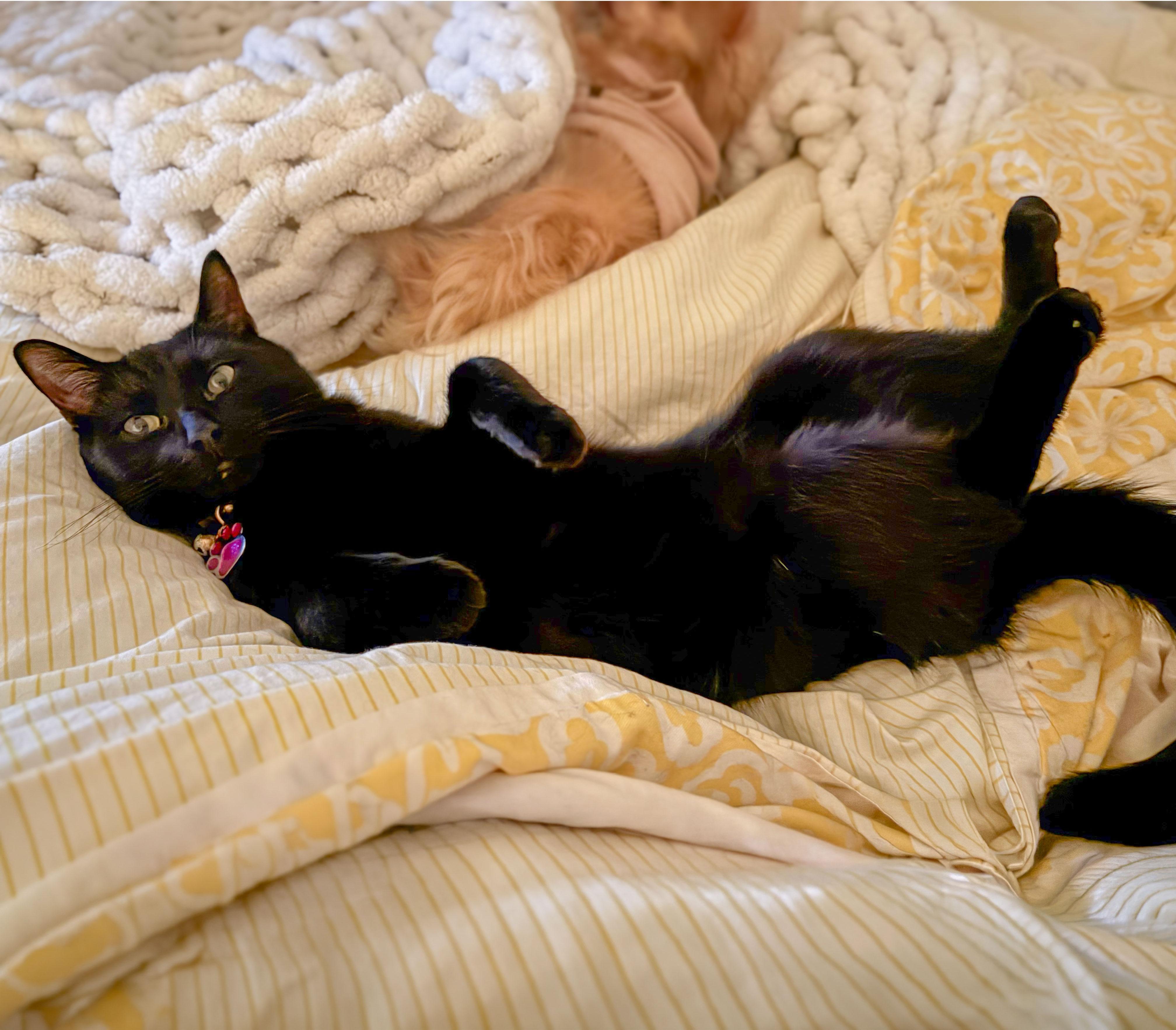 Shadow — thumbnail 2