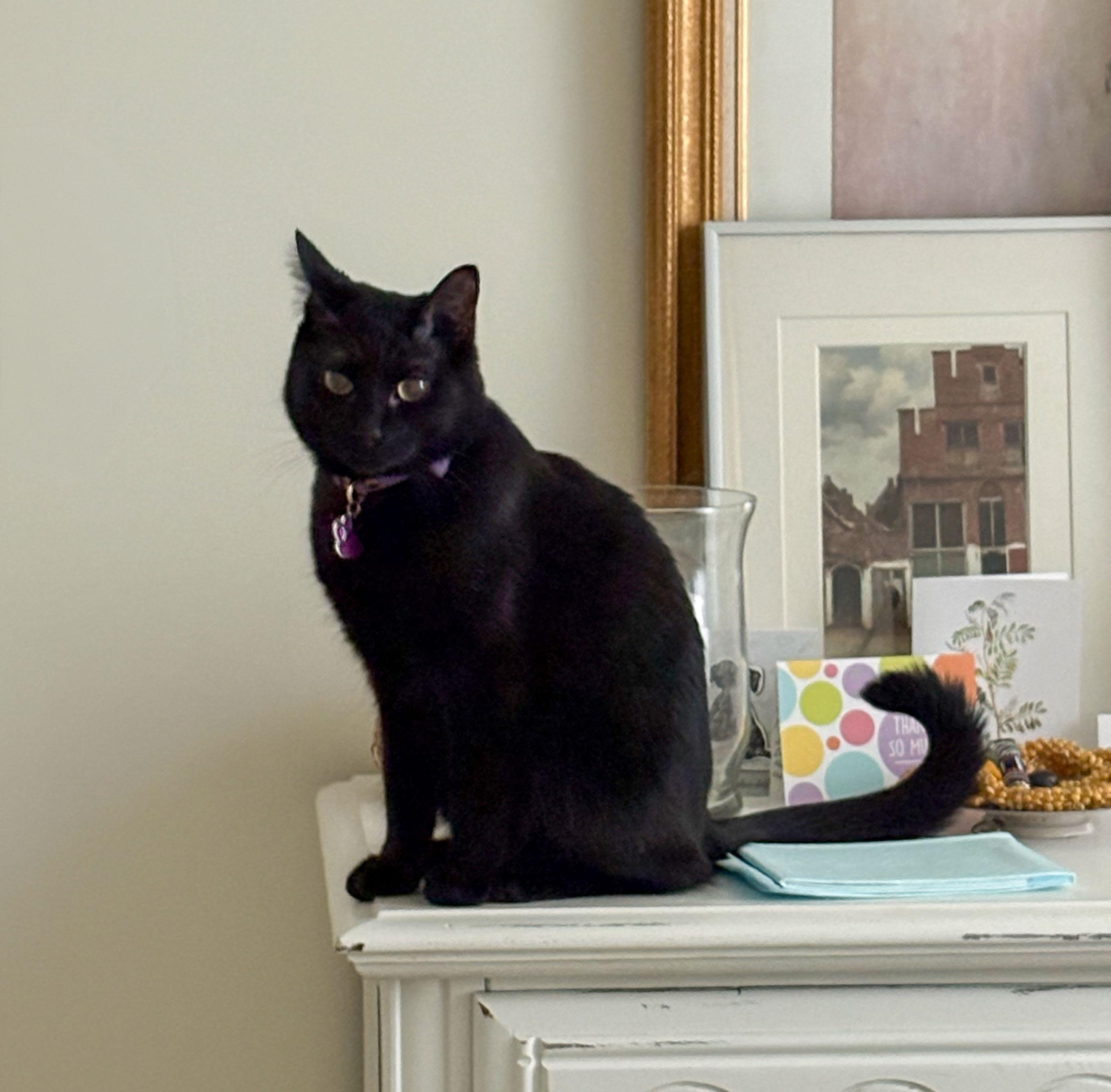 Shadow — thumbnail 5