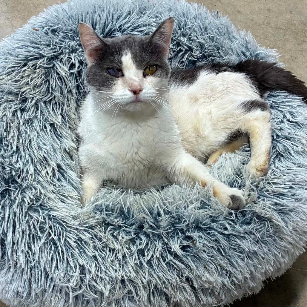 Enlarge Silverbell, a Adoptable Domestic Short Hair in Baldwin, WI image 1/2