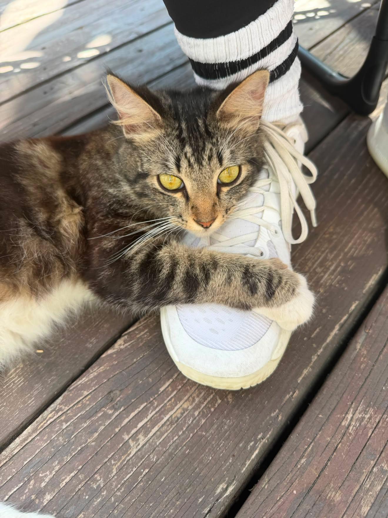 Nicki Soxx, adopted, Young Female Domestic Short Hair.