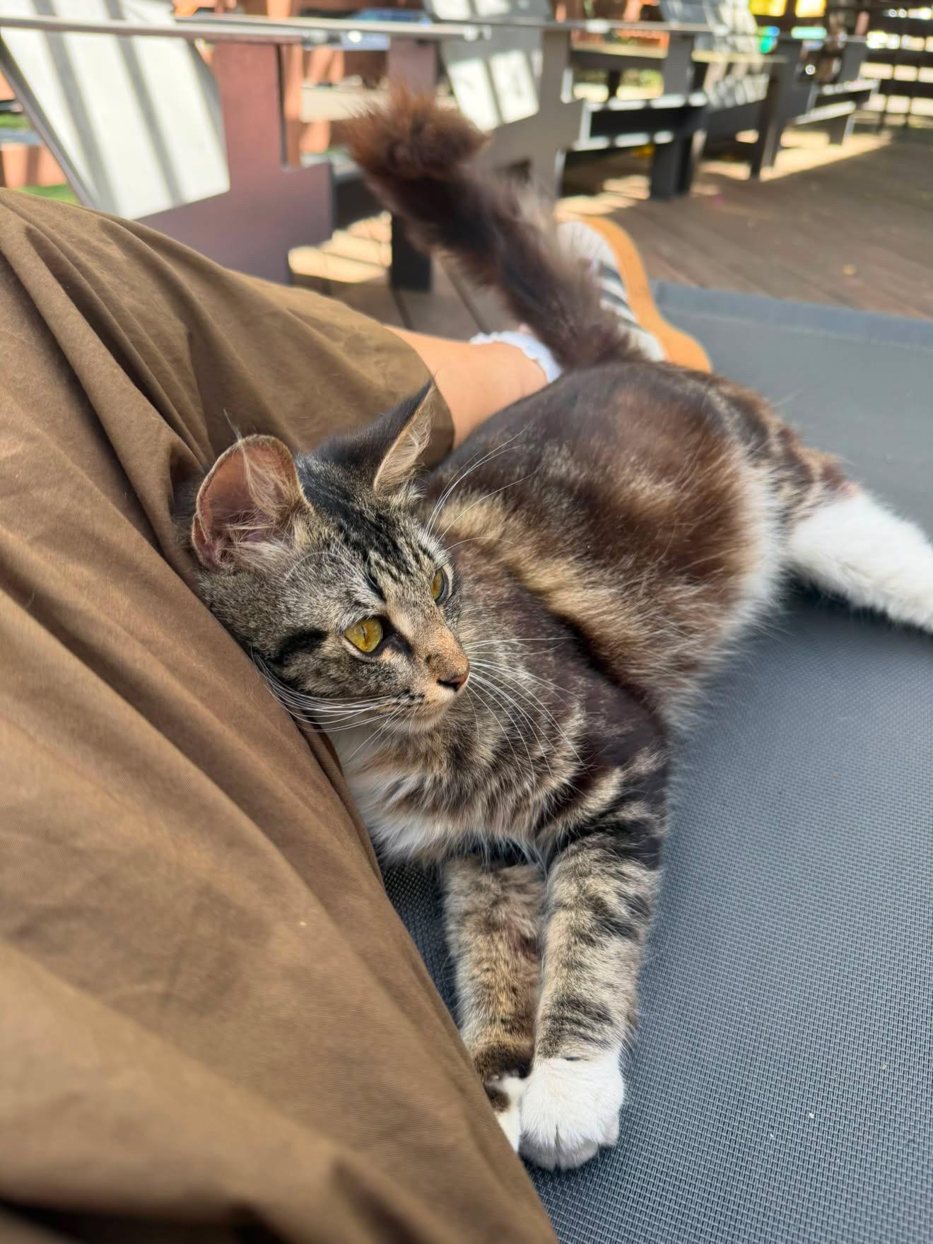 Enlarge Nicki Soxx, an adopted Domestic Short Hair in San Diego, CA image 5/6