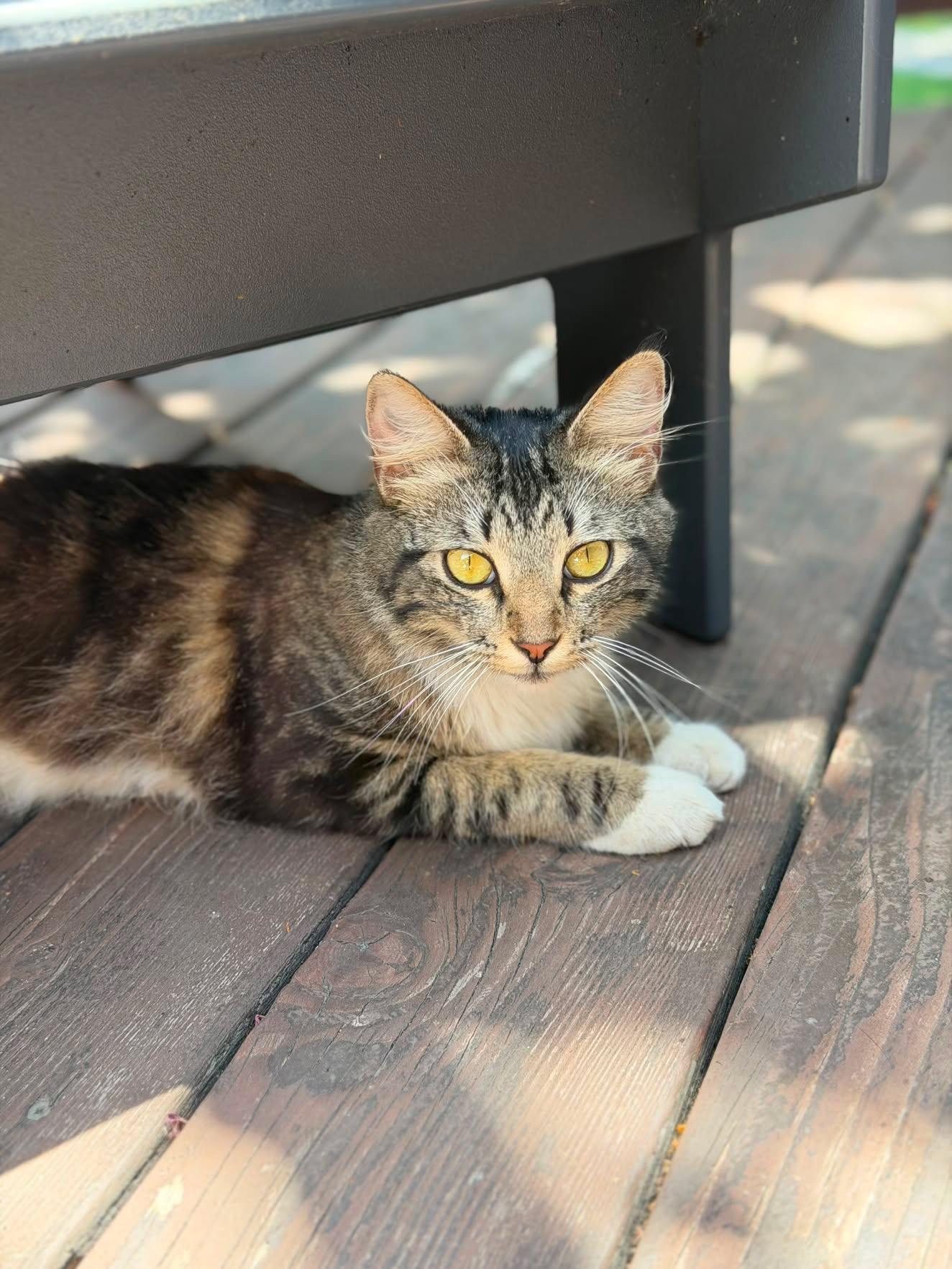 Enlarge Nicki Soxx, an adopted Domestic Short Hair in San Diego, CA image 6/6