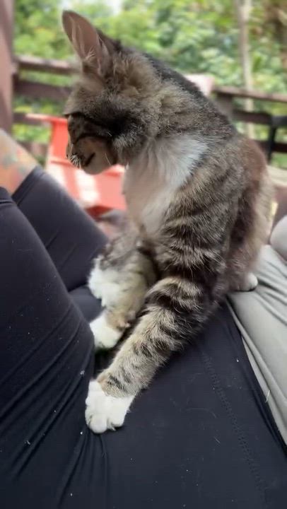 Enlarge Nicki Soxx, an adopted Domestic Short Hair in San Diego, CA video 2/6