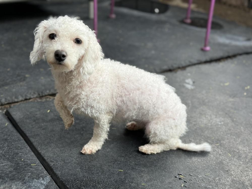 Enlarge Farrah, an adopted Bichon Frise in TUCSON, AZ image 1/3