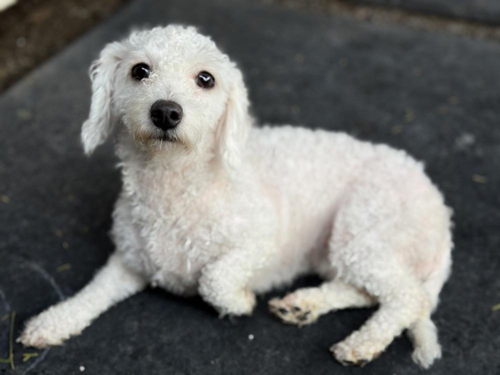 Enlarge Farrah, an adopted Bichon Frise in TUCSON, AZ image 3/3