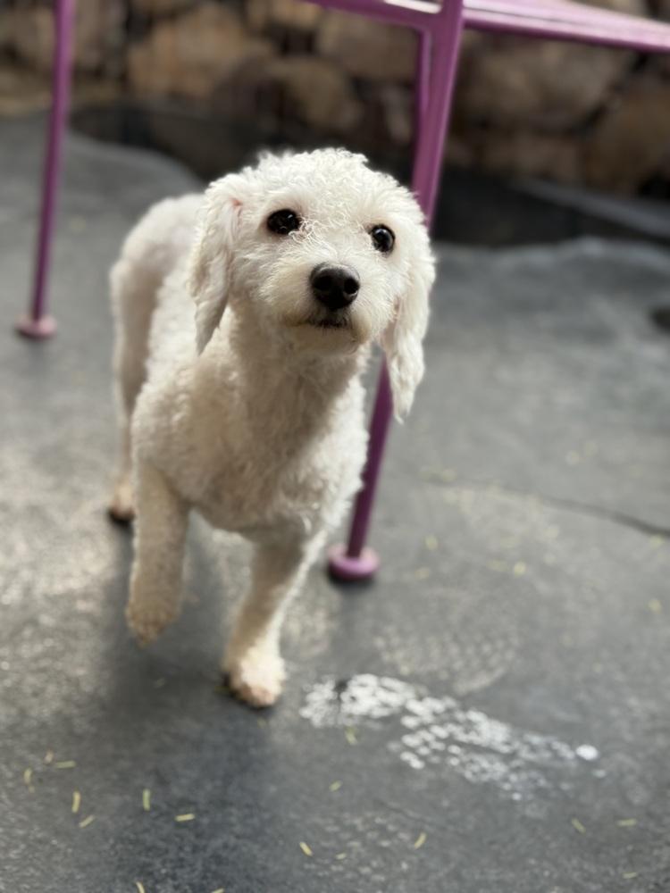 Enlarge Farrah, an adopted Bichon Frise in TUCSON, AZ image 2/3