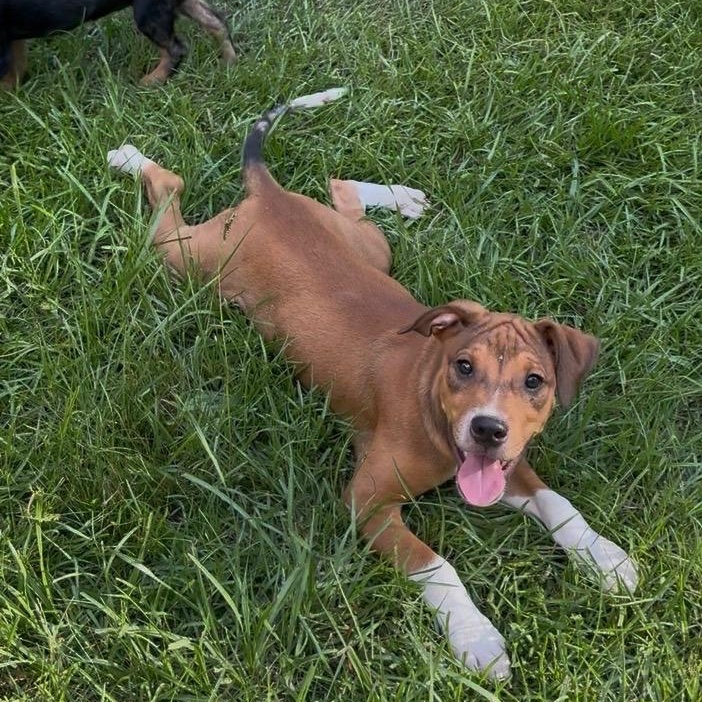 Woody, ADOPTABLE, Puppy Male Hound.