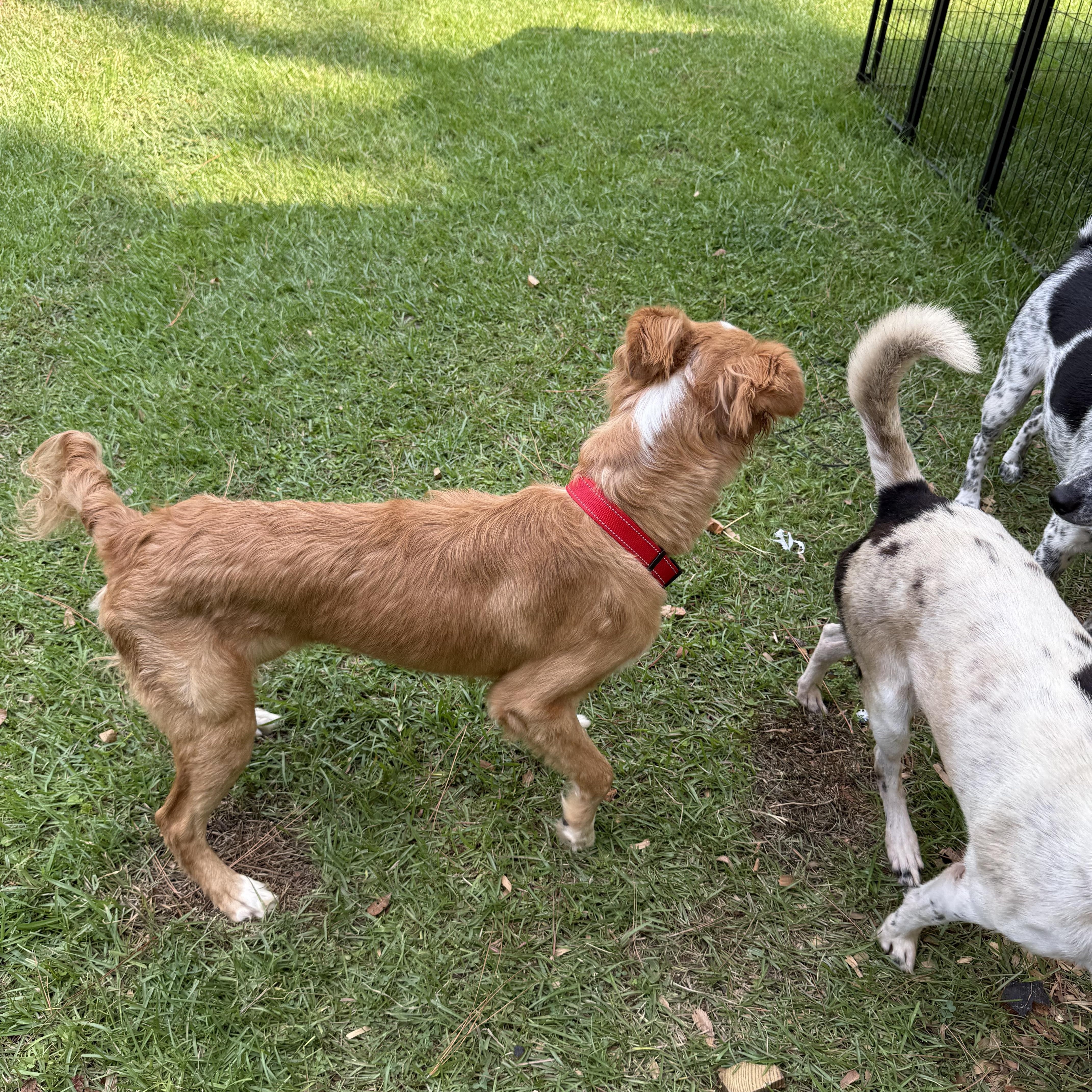 Enlarge Phoenix, an adopted mixed breed in Folkston, GA image 2/2