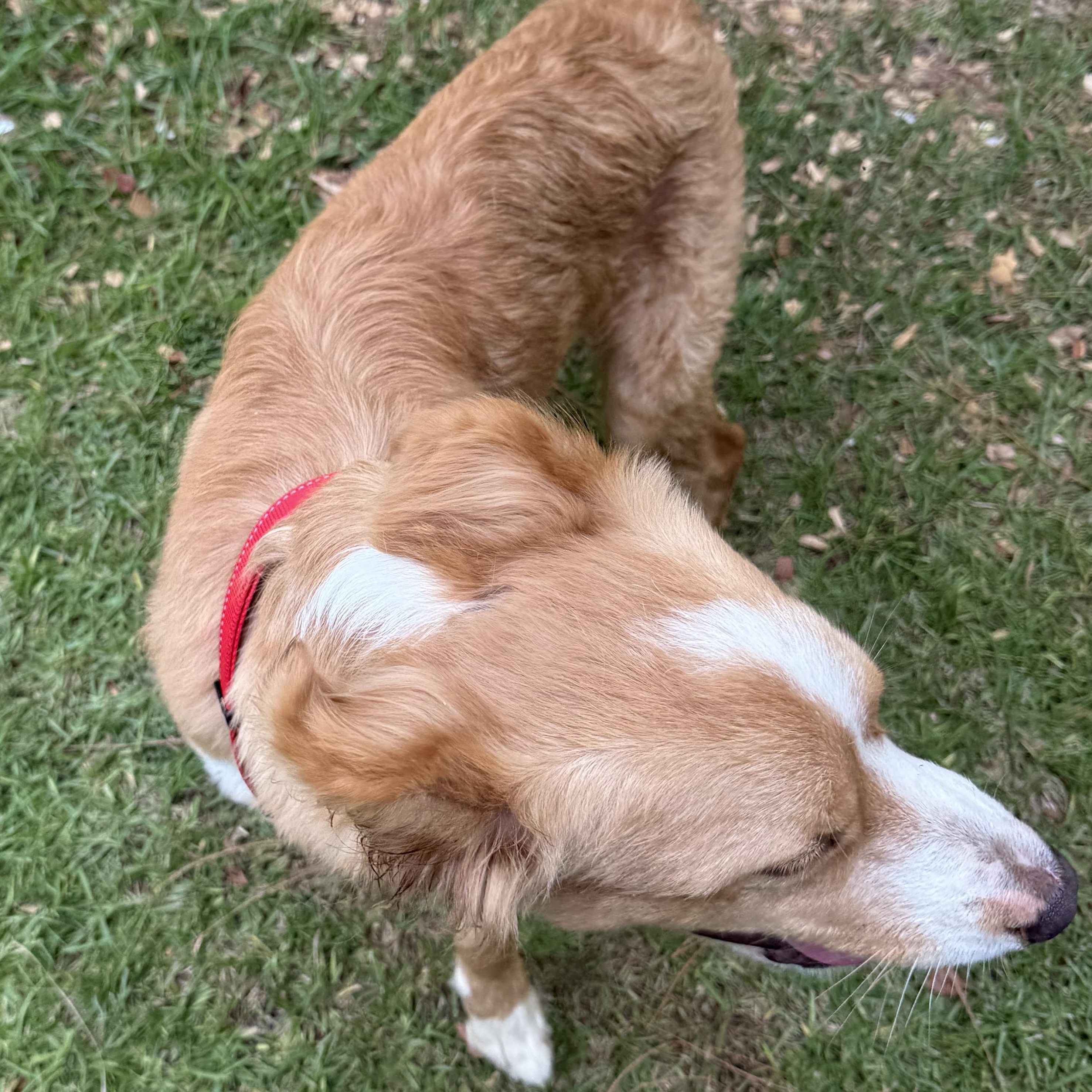 Phoenix, adopted, Young Male Brittany Spaniel.