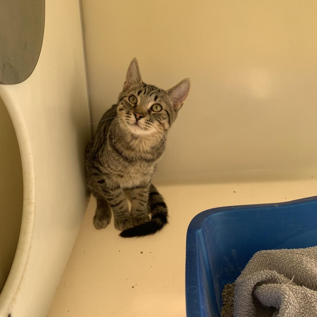 Enlarge Hunter, a Adoptable Domestic Short Hair in West Plains, MO image 1/1