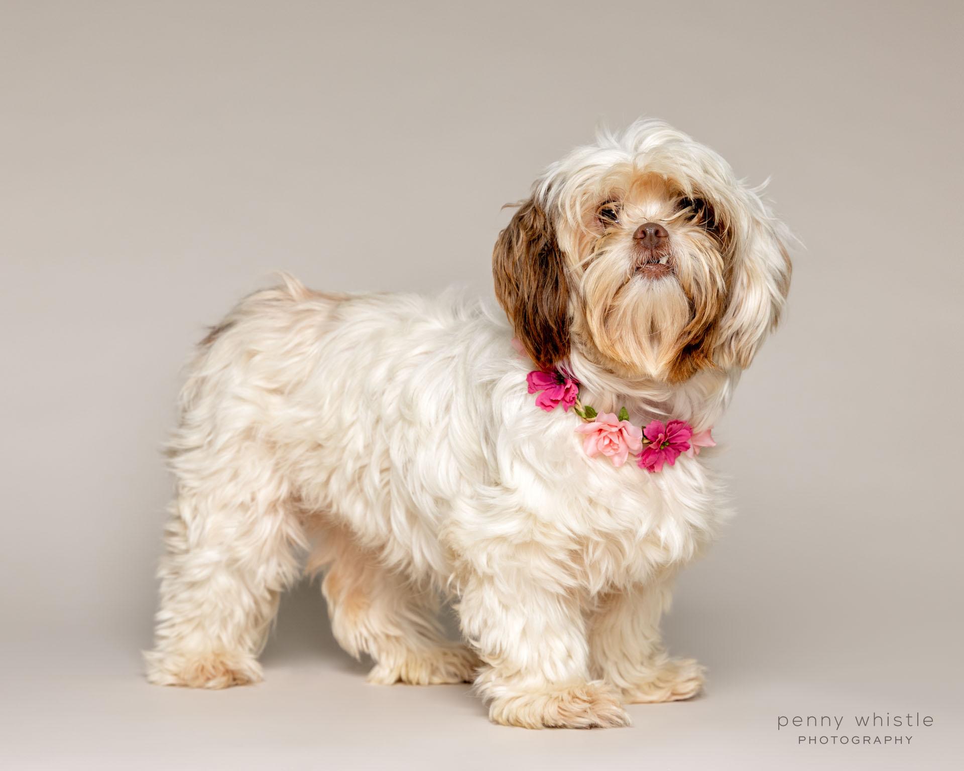 Enlarge Bella , an adoptable mixed breed in Coppell, TX image 4/6
