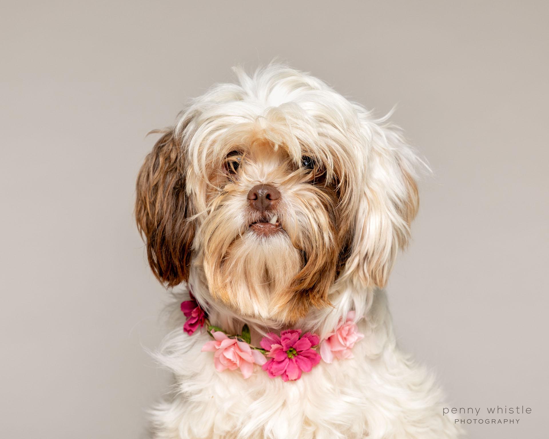 Enlarge Bella , an adoptable mixed breed in Coppell, TX image 3/6
