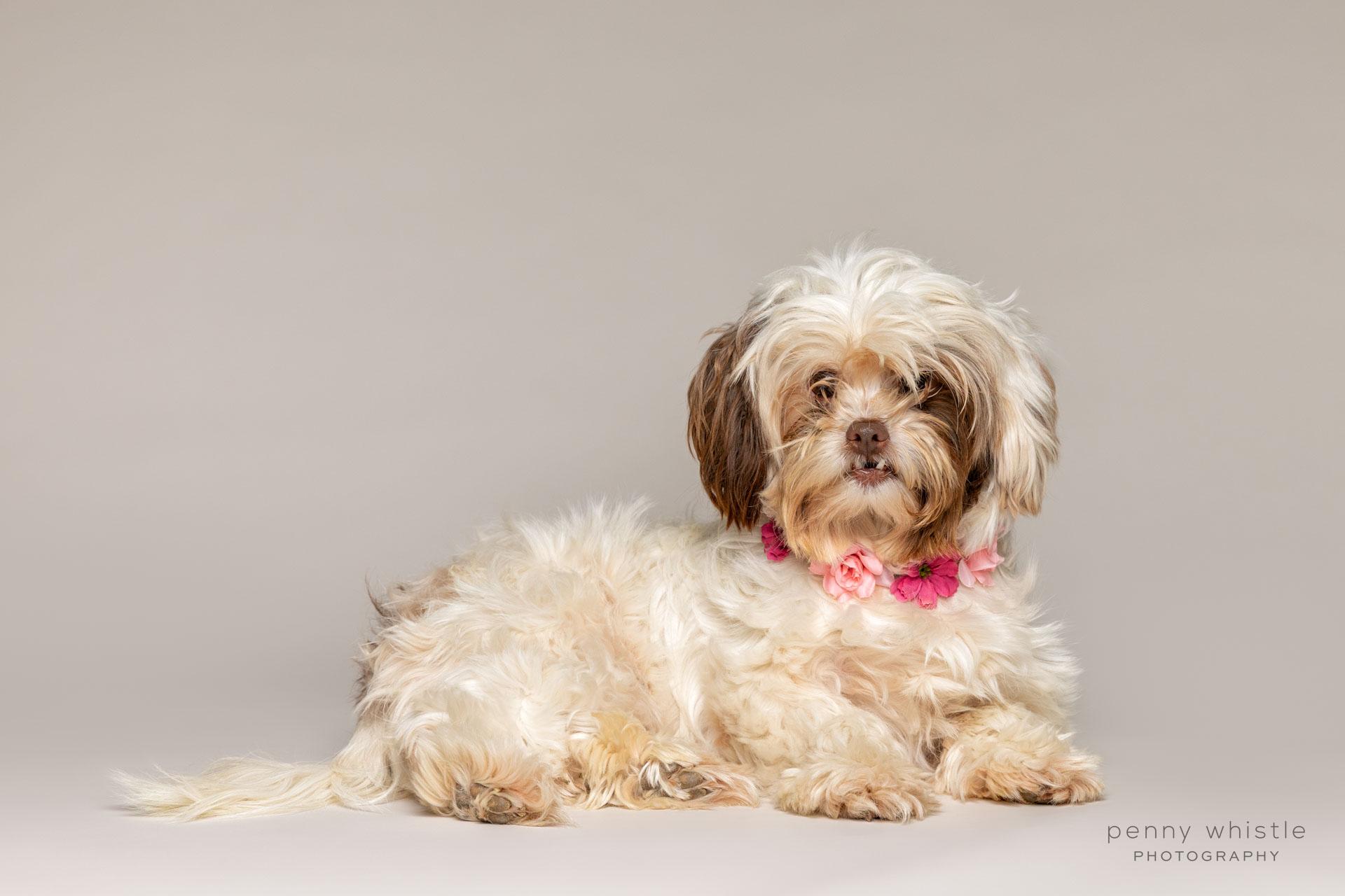 Enlarge Bella , an adoptable mixed breed in Coppell, TX image 5/6