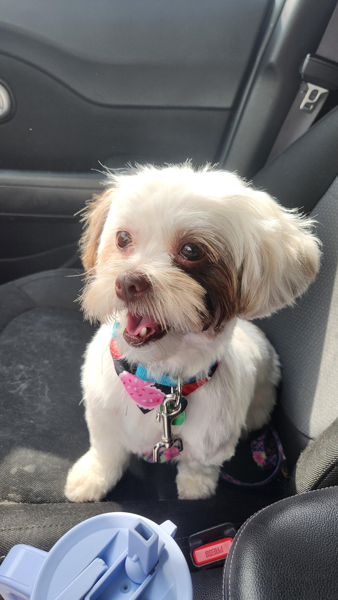 Bella , adoptable, Adult Female Shih Tzu & Lhasa Apso.