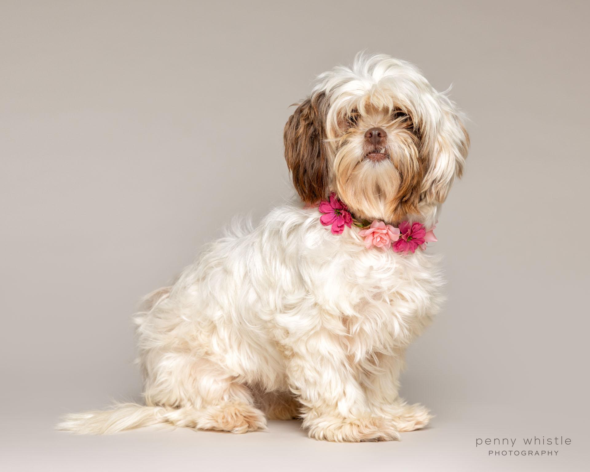 Enlarge Bella , an adoptable mixed breed in Coppell, TX image 2/6