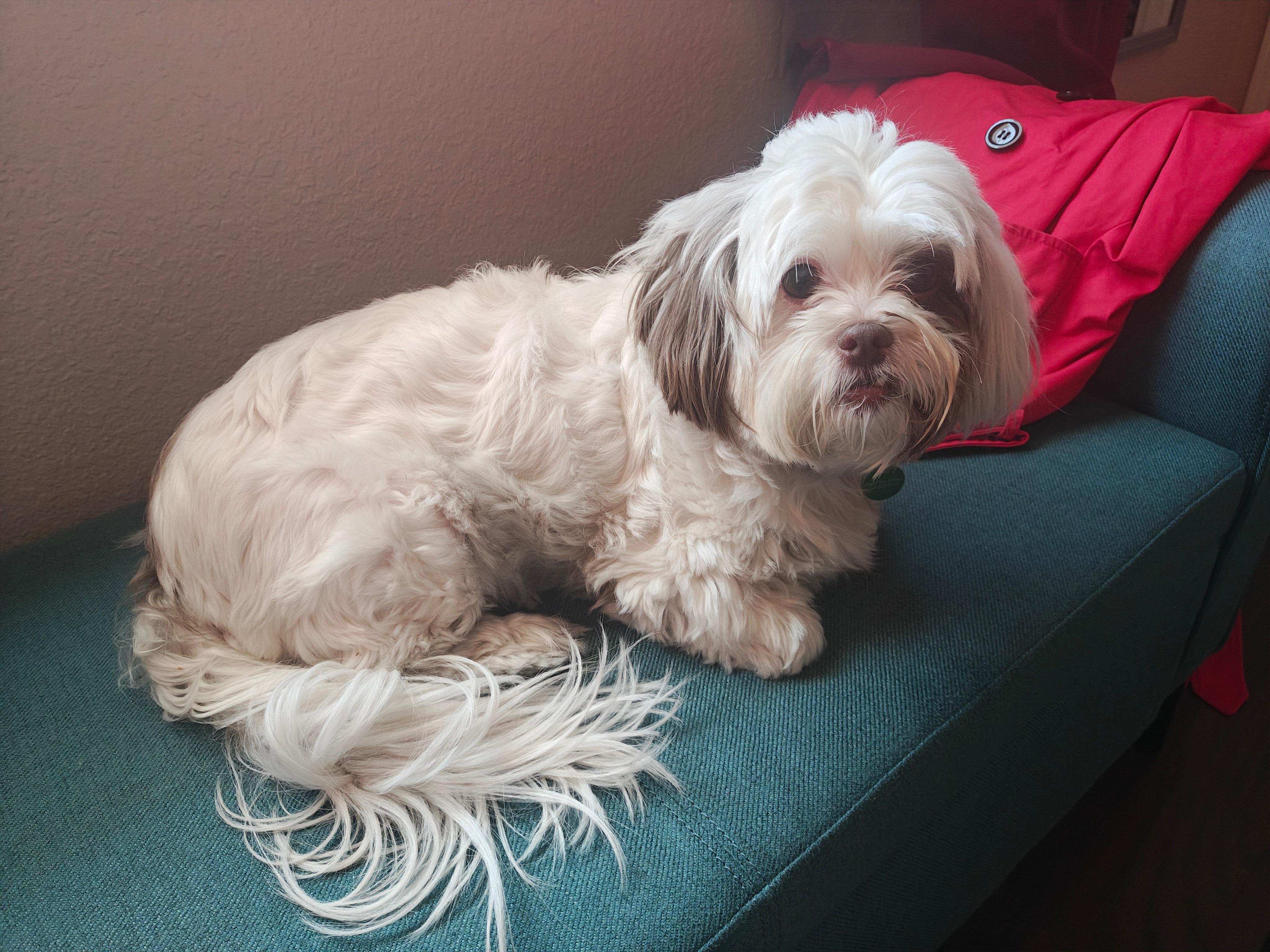 Enlarge Bella , an adoptable mixed breed in Coppell, TX image 5/5