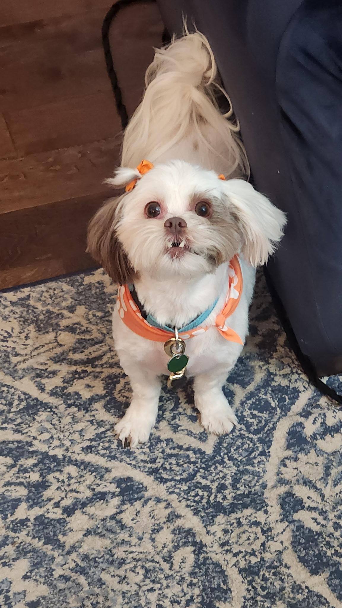 Bella , adoptable, Adult Female Shih Tzu & Lhasa Apso.