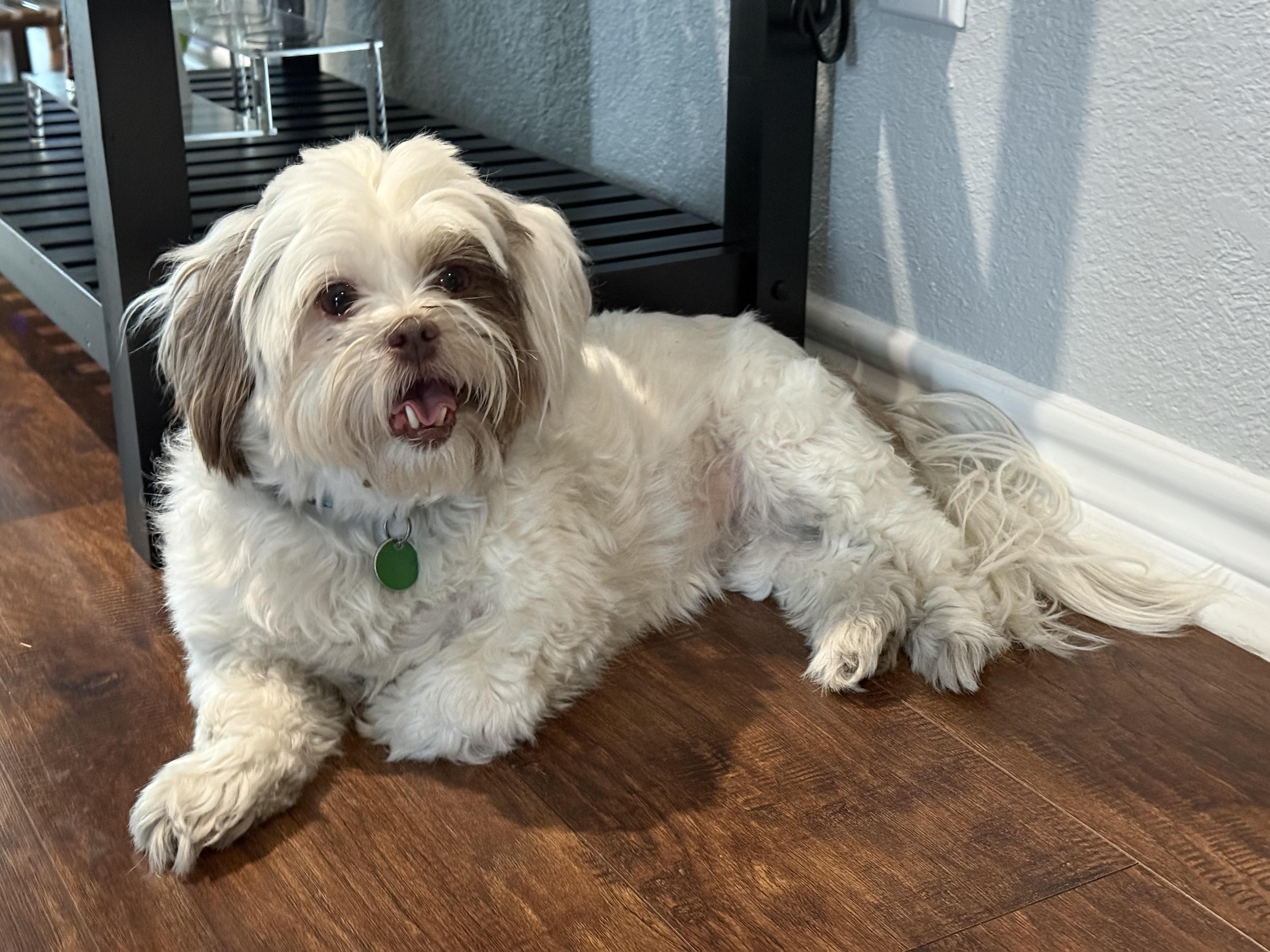 Enlarge Bella , an adoptable mixed breed in Coppell, TX image 2/5