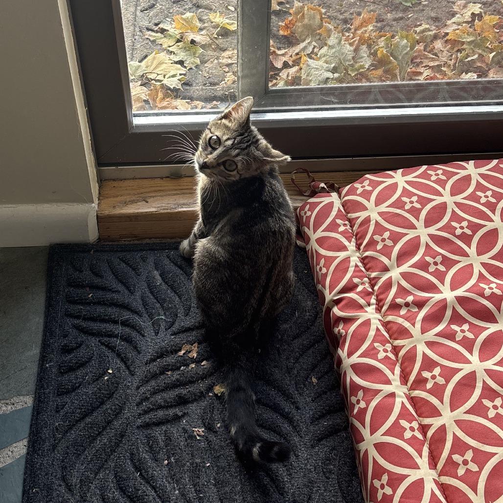 Jolene, Adoptable, Kitten Female Domestic Short Hair.