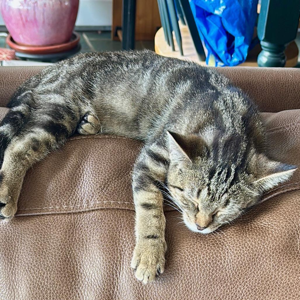 Enlarge Jolene, a Adoptable Domestic Short Hair in Saugerties, NY image 2/4