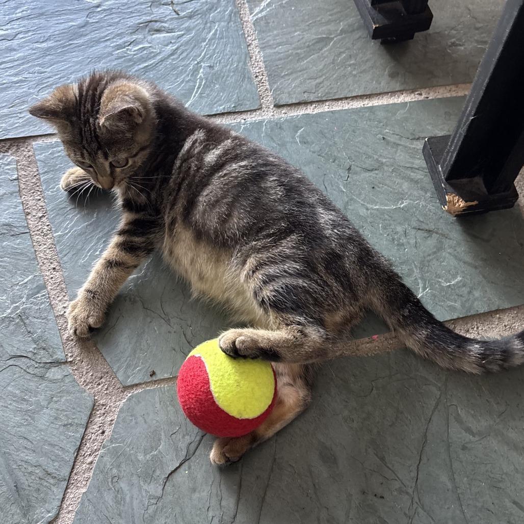 Enlarge Jolene, a Adoptable Domestic Short Hair in Saugerties, NY image 3/4