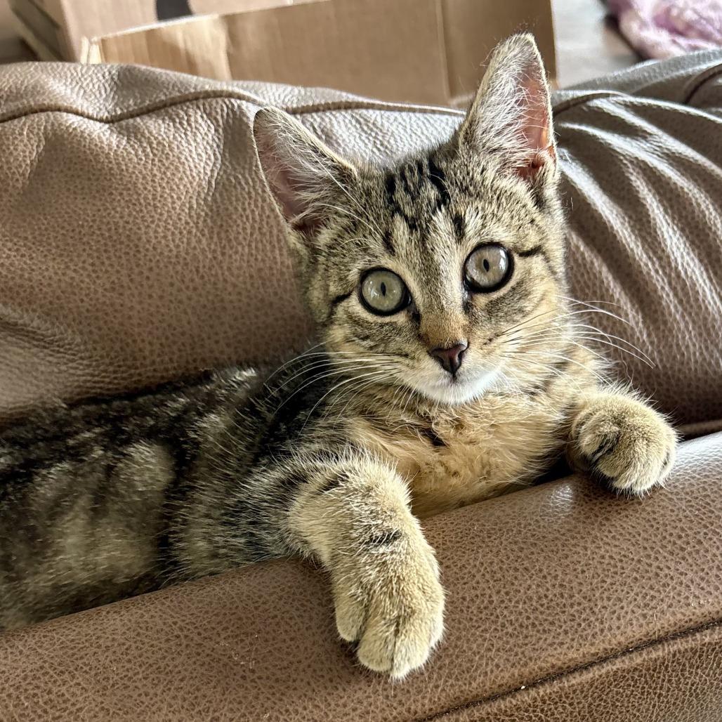 Enlarge Jolene, a Adoptable Domestic Short Hair in Saugerties, NY image 4/4