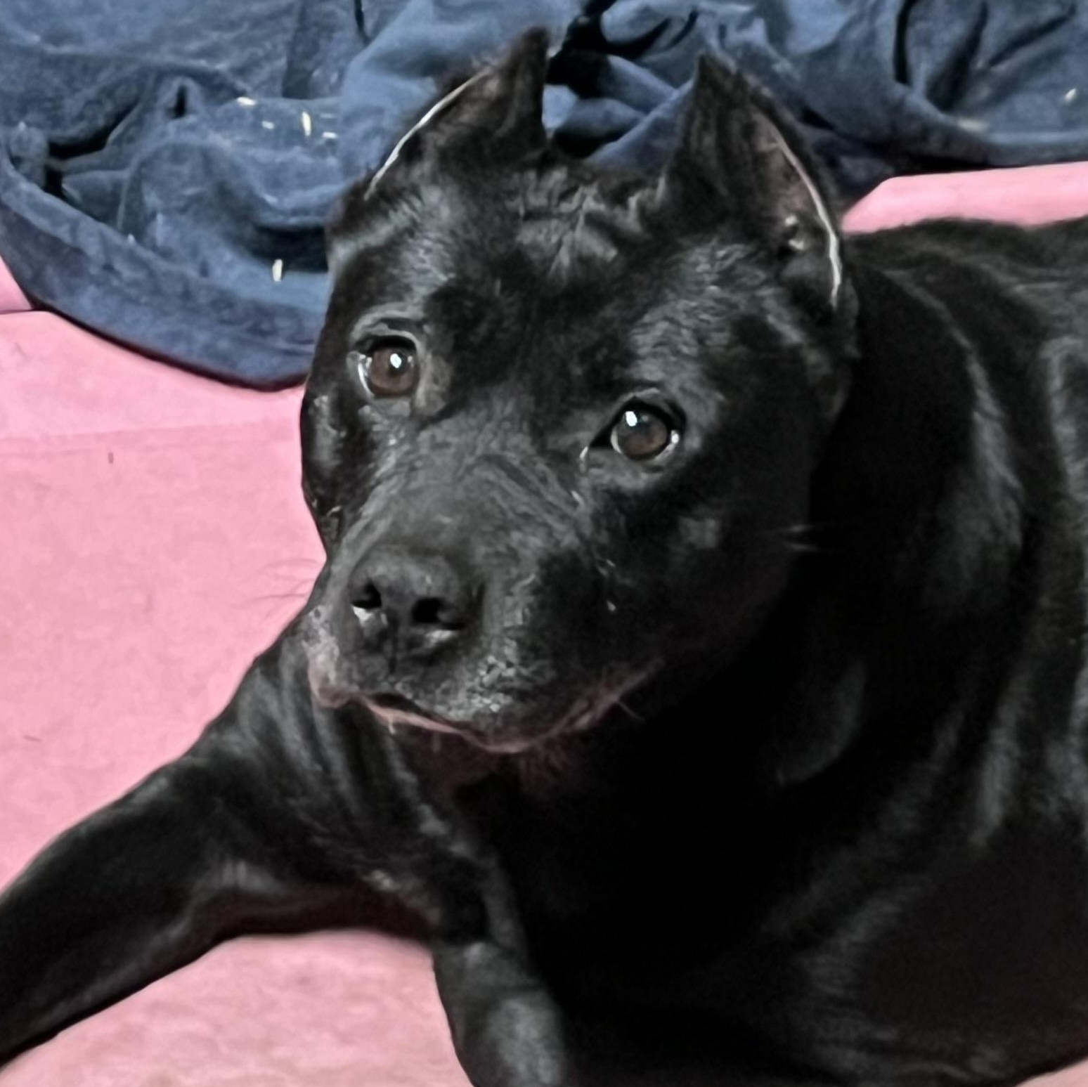 Enlarge Kelsie (Fee SPONSORED), an adopted mixed breed in Portland, ME image 3/5