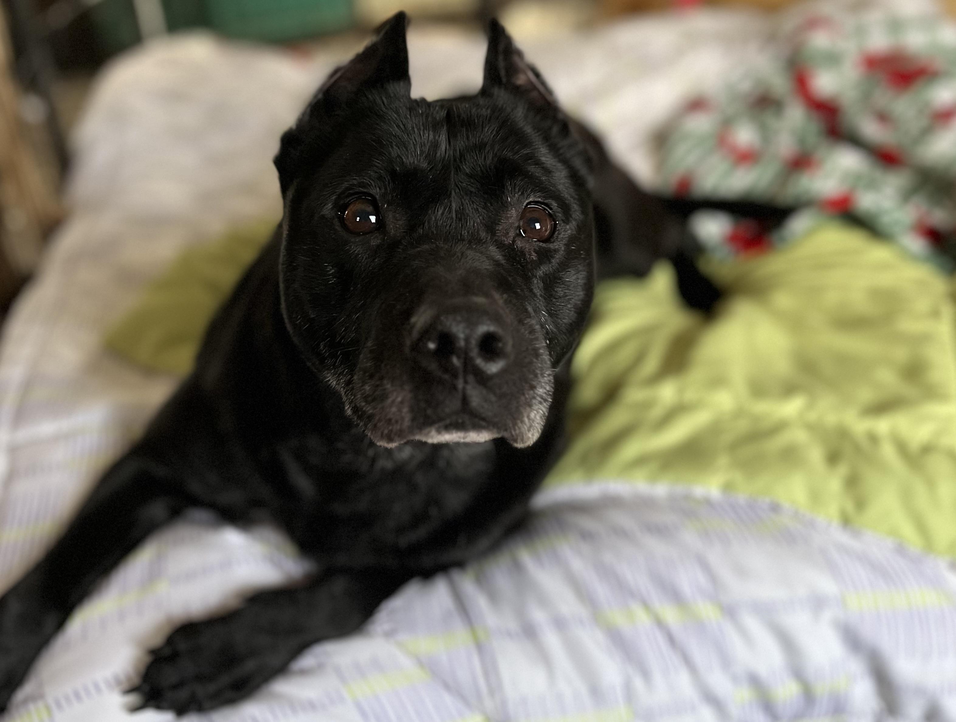 Kelsie (Fee SPONSORED), adopted, Senior Female Cane Corso.