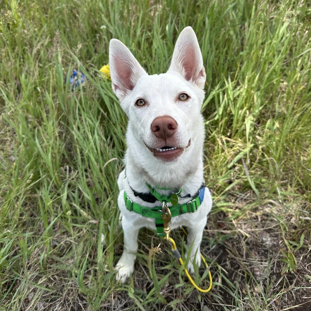 Chester, Adoptable, Puppy Male Mixed Breed.