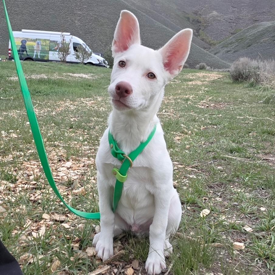 Chester, a Adoptable Mixed Breed in Hailey, ID image 1/6