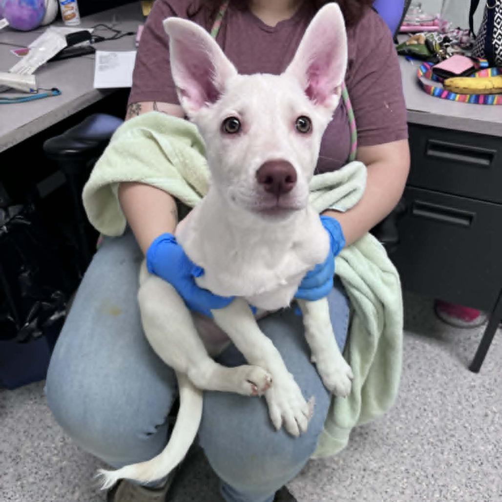 Chester, a Adoptable Mixed Breed in Hailey, ID image 2/6