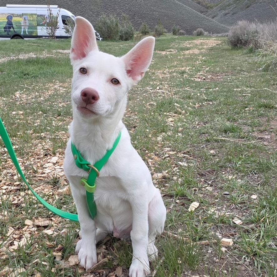 Chester, a Adoptable Mixed Breed in Hailey, ID image 3/6