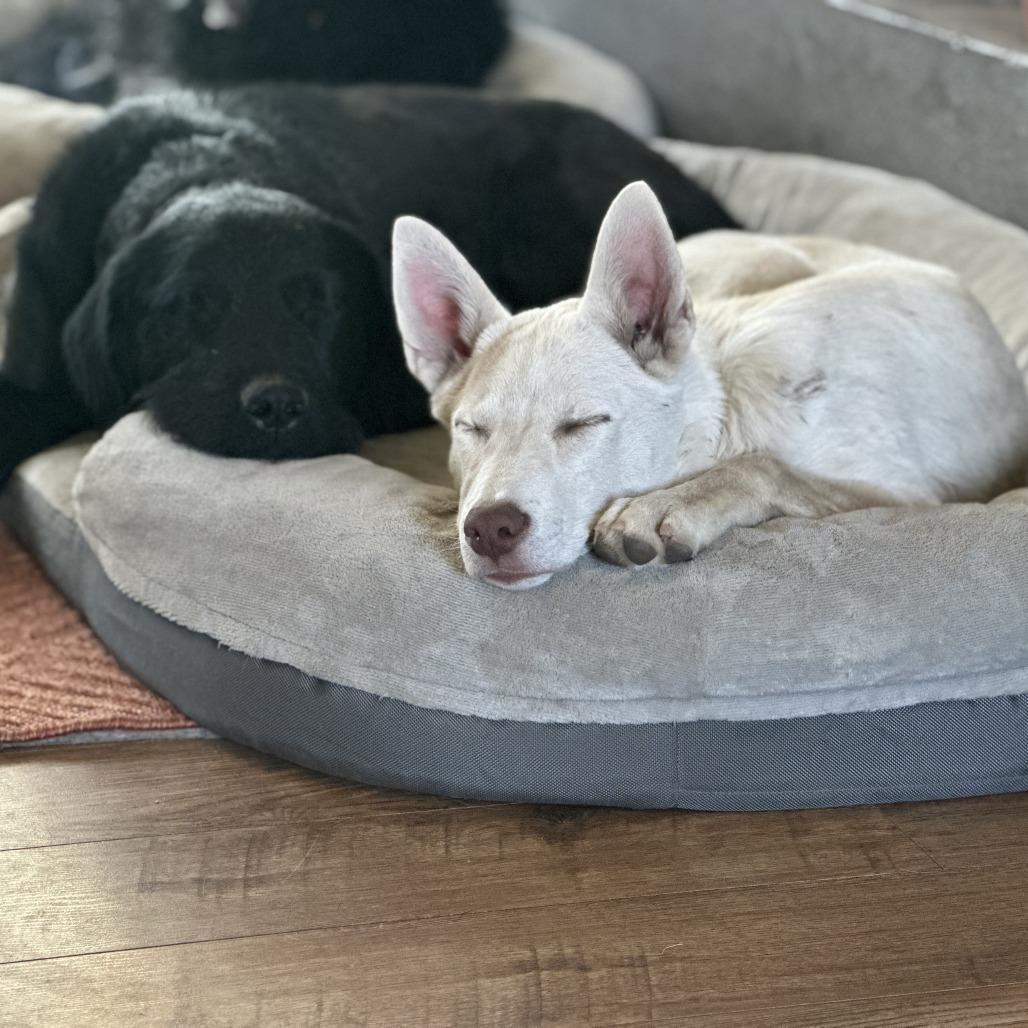 Chester, a Adoptable Mixed Breed in Hailey, ID image 5/6