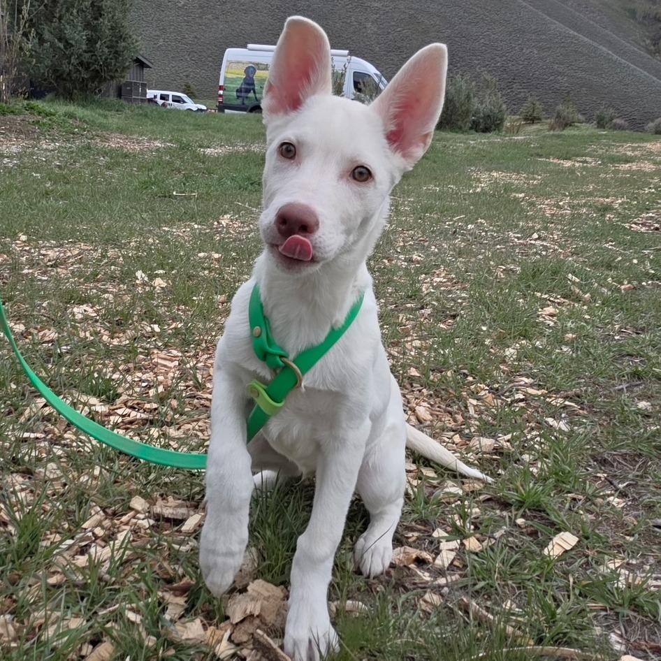 Chester, a Adoptable Mixed Breed in Hailey, ID image 6/6