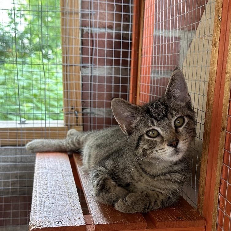 Enlarge Scooby, a Adoptable Domestic Short Hair in Galesburg, IL image 2/3