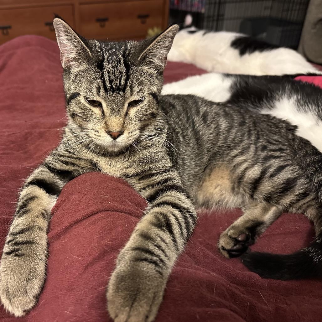 Enlarge Scooby, a Adoptable Domestic Short Hair in Galesburg, IL image 3/3