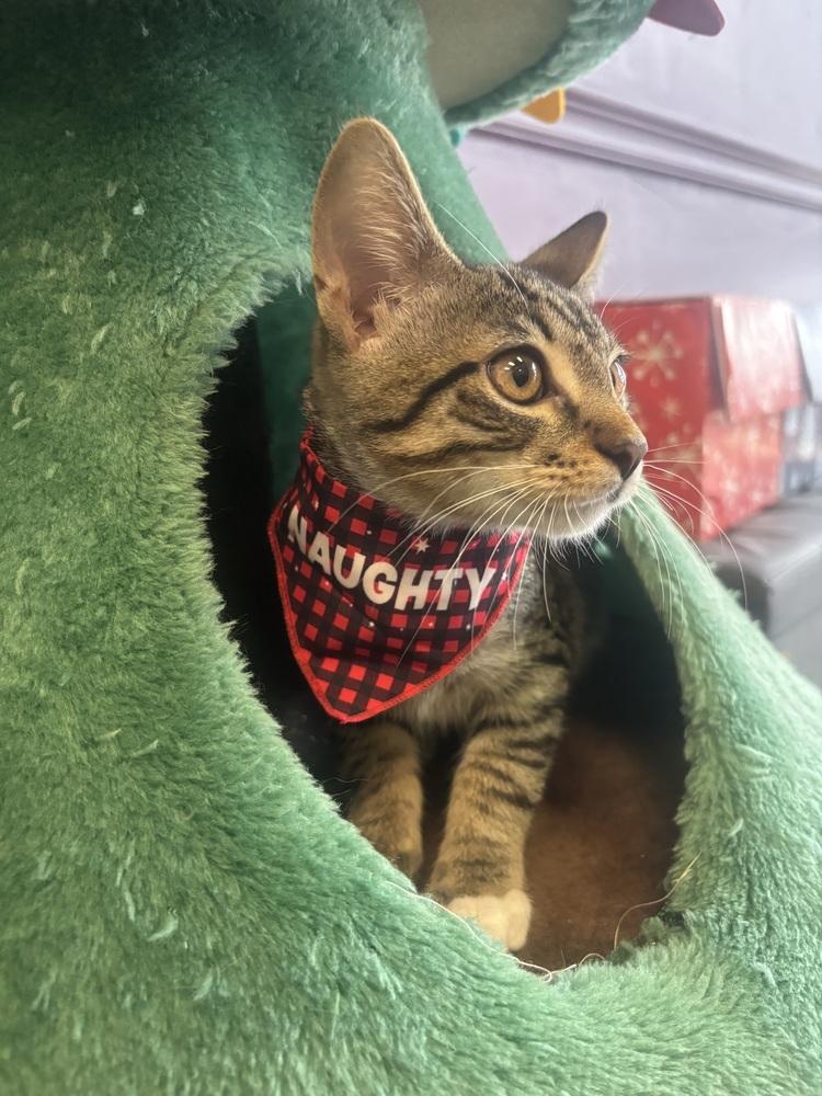 Bentley, Adoptable, Kitten Male Tabby & Domestic Short Hair.