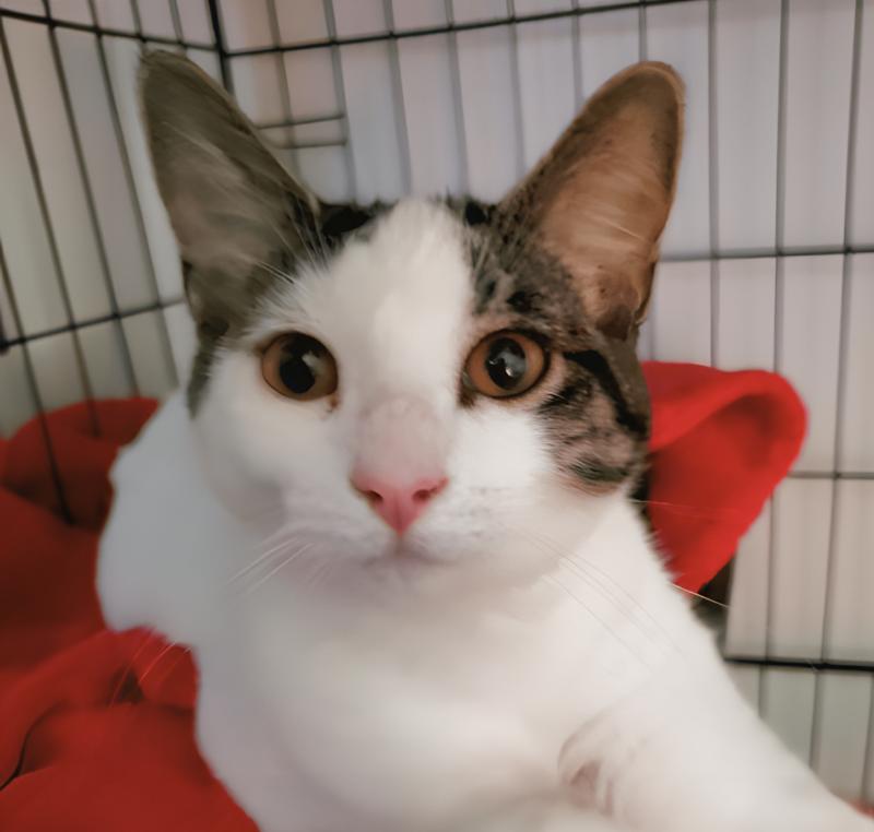 Enlarge Dharma, a Adoptable Domestic Short Hair in Adrian, MI image 1/1