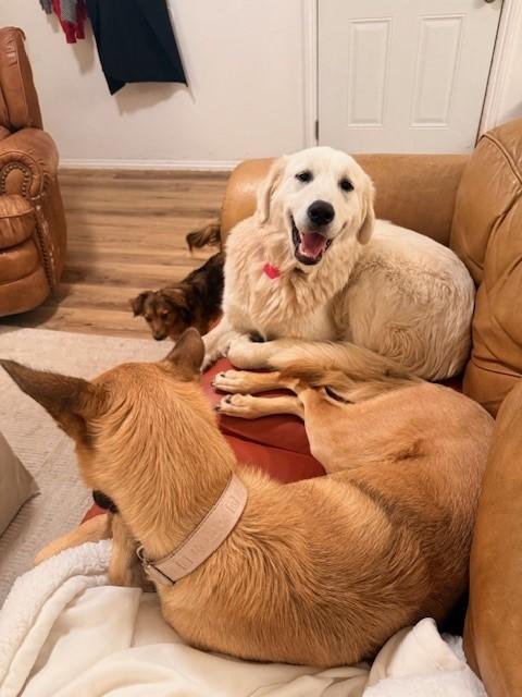 ANNABELLE, Adoptable, Young Female Golden Retriever & Great Pyrenees.