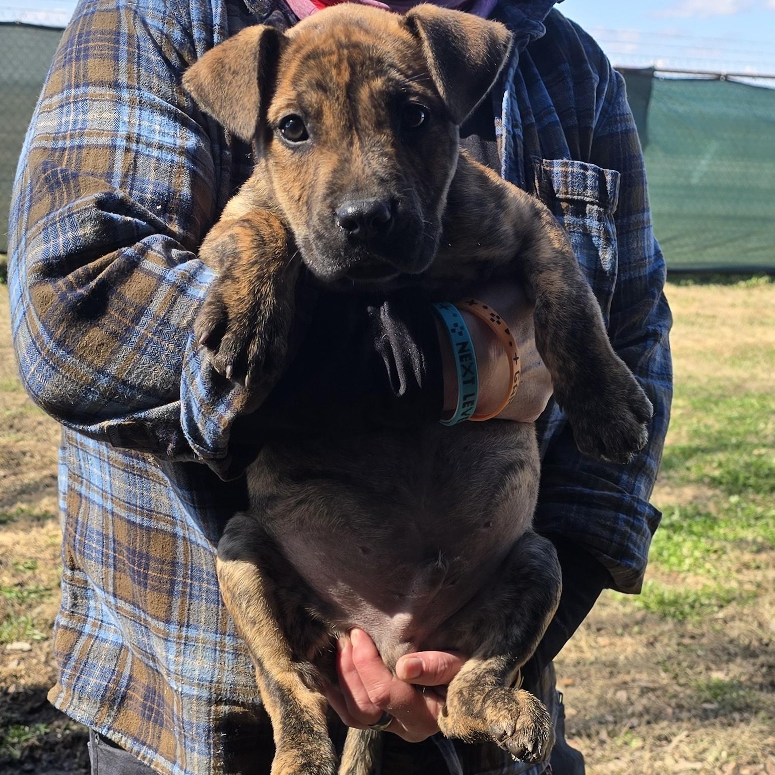 Meteor, ADOPTABLE, Puppy Male American Staffordshire Terrier.