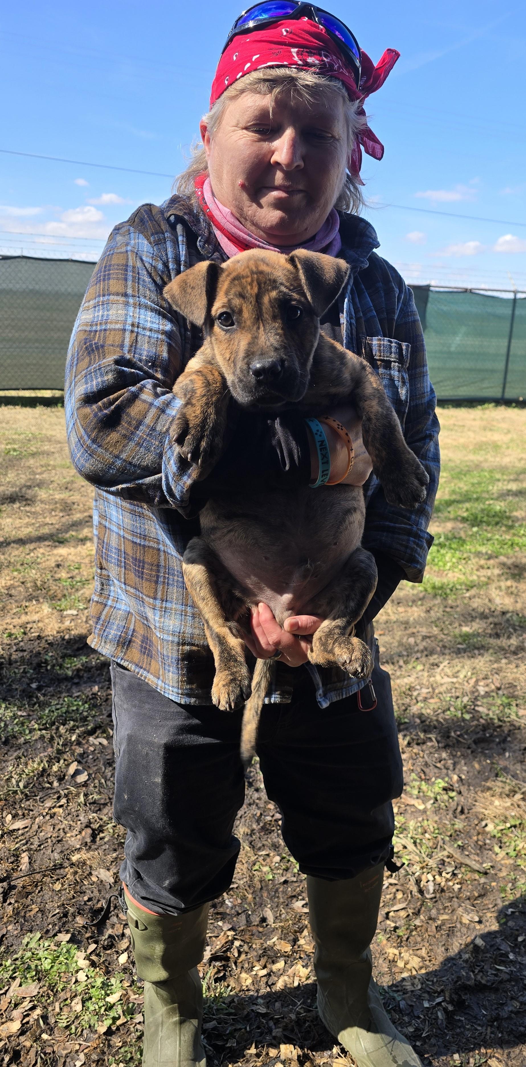 Enlarge Meteor, a ADOPTABLE mixed breed in Kaplan, LA image 2/3