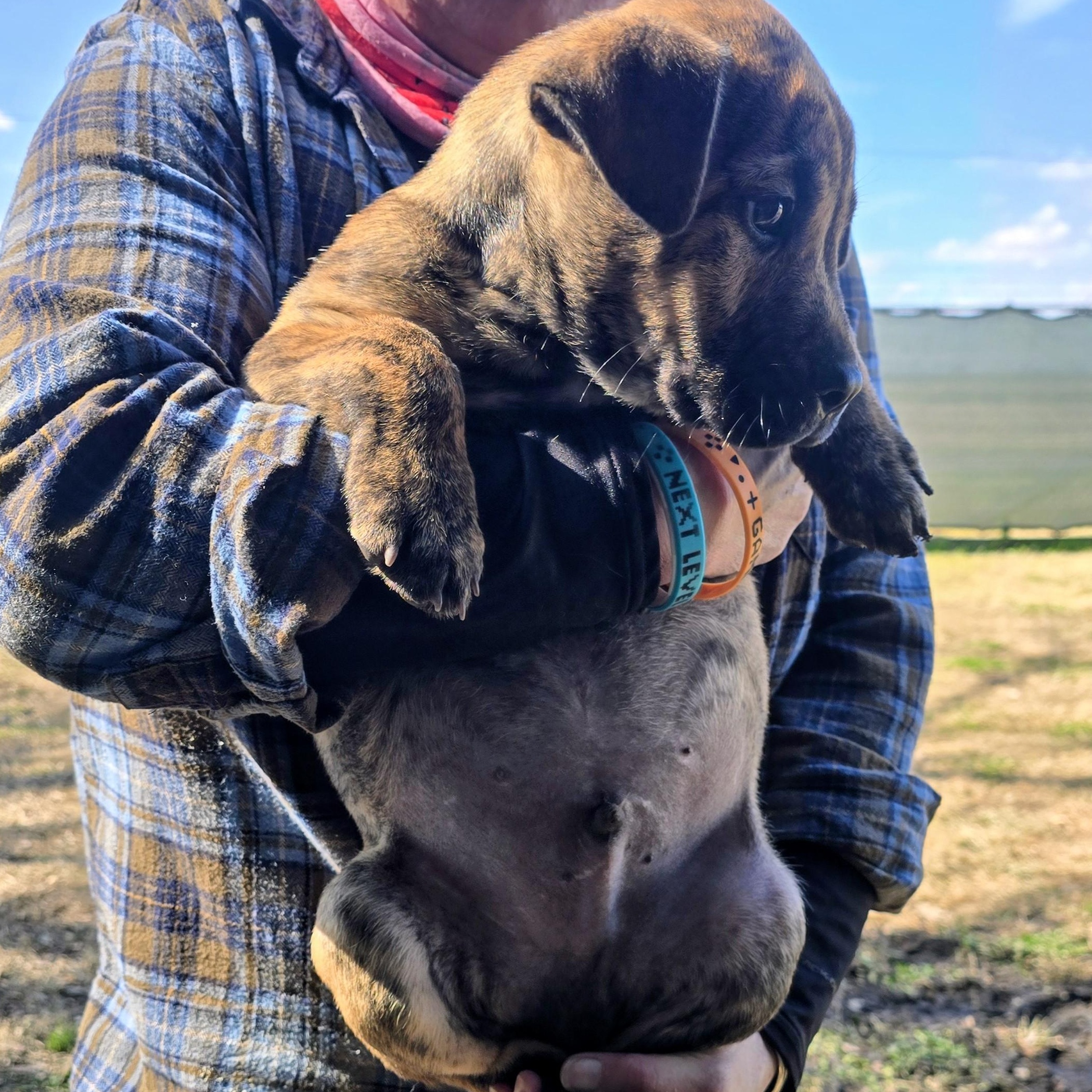 Enlarge Meteor, a ADOPTABLE mixed breed in Kaplan, LA image 3/3