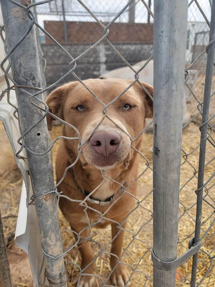 Ridge, Adoptable, Adult Male Labrador Retriever & Mixed Breed.