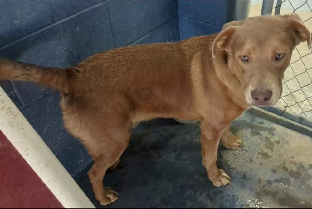 Enlarge Ridge, a Adoptable mixed breed in Crosbyton, TX image 2/6