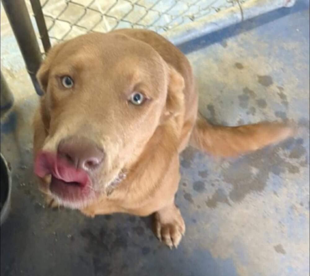 Enlarge Ridge, a Adoptable mixed breed in Crosbyton, TX image 4/6