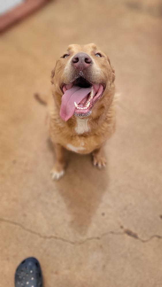 Enlarge Ridge, a Adoptable mixed breed in Crosbyton, TX image 5/6