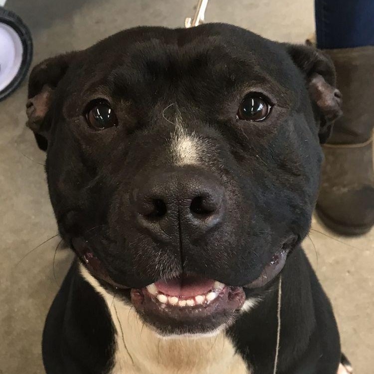 Enlarge Ross, a Adoptable mixed breed in Midland, MI image 1/4