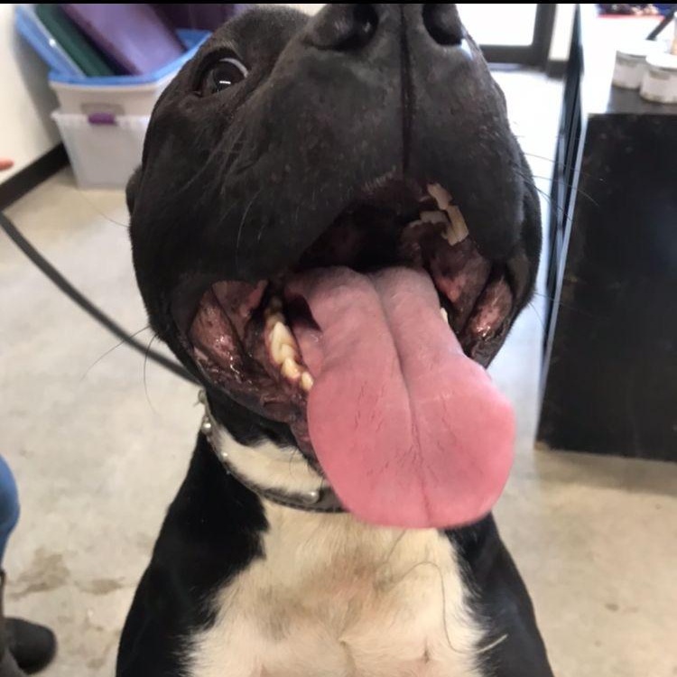 Enlarge Ross, a Adoptable mixed breed in Midland, MI image 3/4