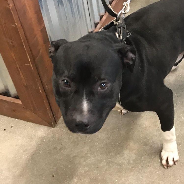 Enlarge Ross, a Adoptable mixed breed in Midland, MI image 2/4