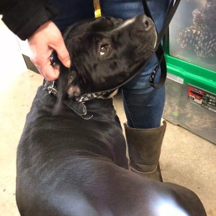 Enlarge Ross, a Adoptable mixed breed in Midland, MI image 4/4